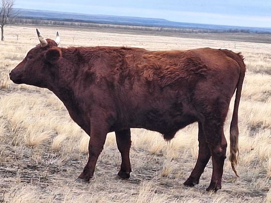 Продам быка (кастрат)