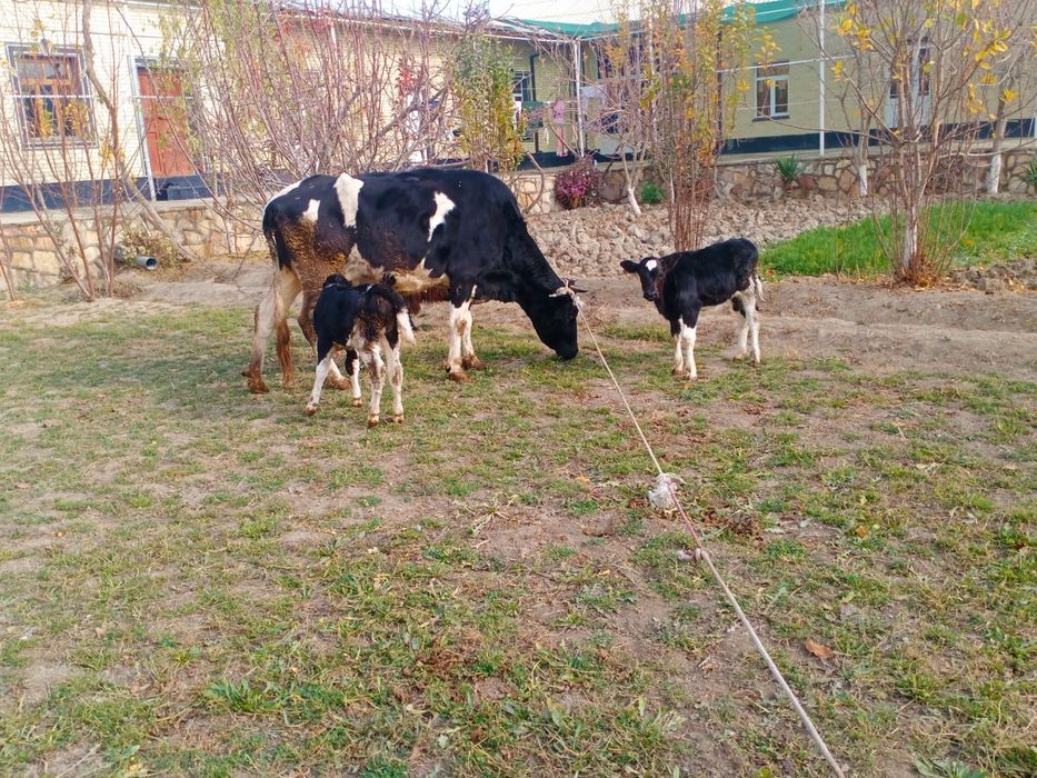 Ikkiz ona bola sigirlar