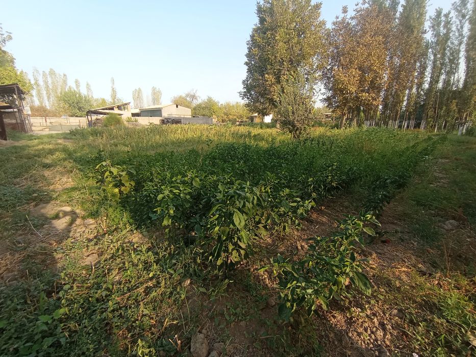 Sroshni sotilyabdi 1 700 $ dan  har bir sotihi 13 sotih yer