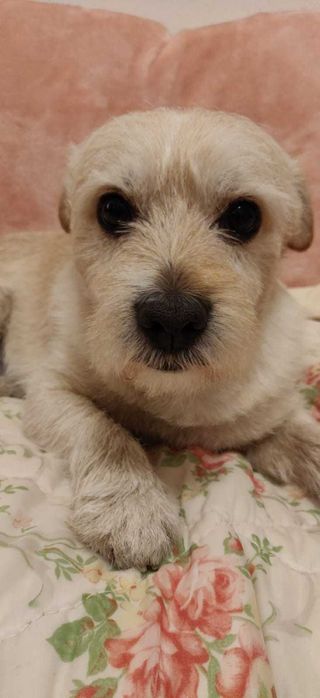 Caine talie mica spre adoptie :) se cheama Cremes/Micutul