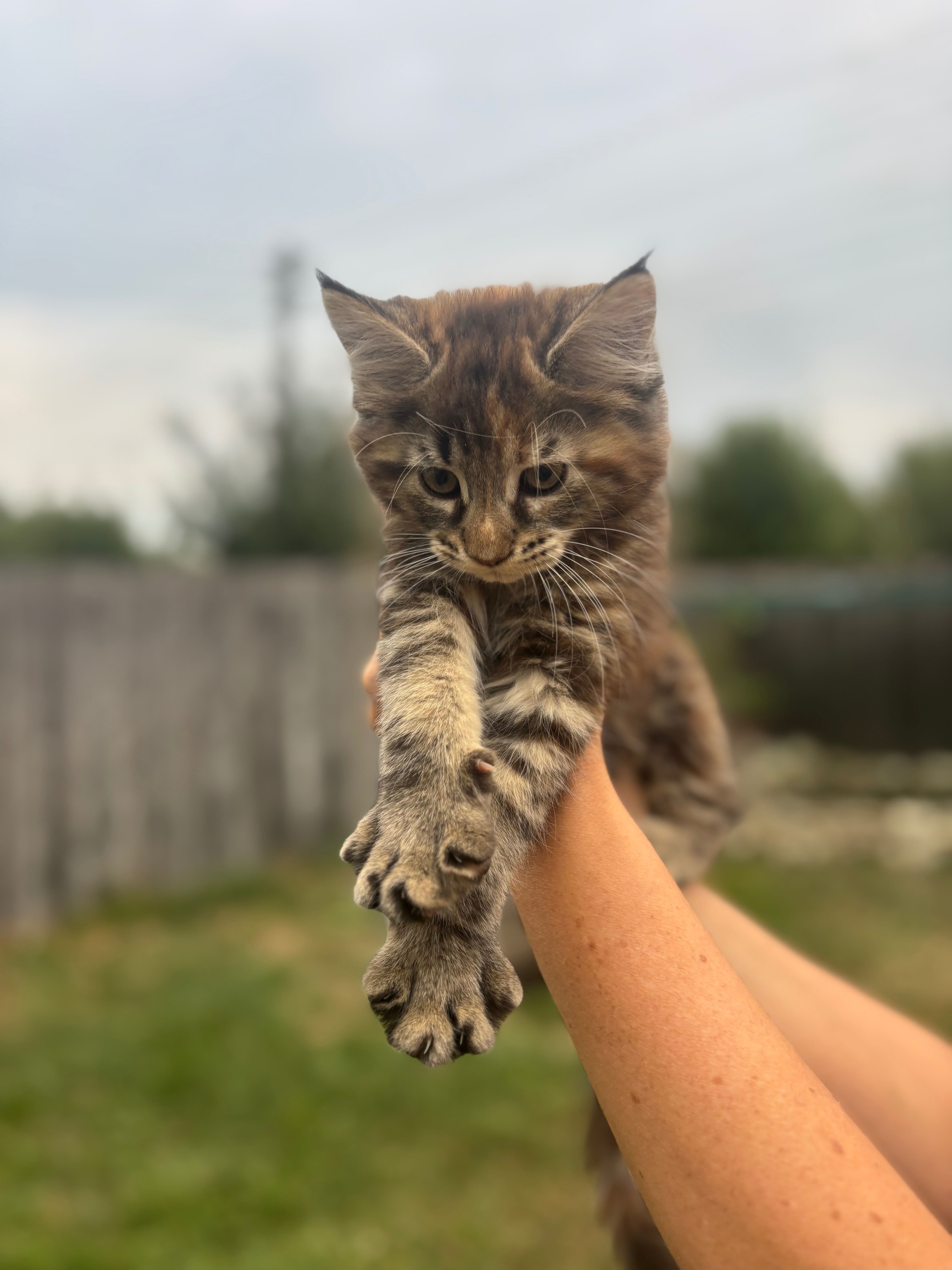 Котенца Мейн Куун