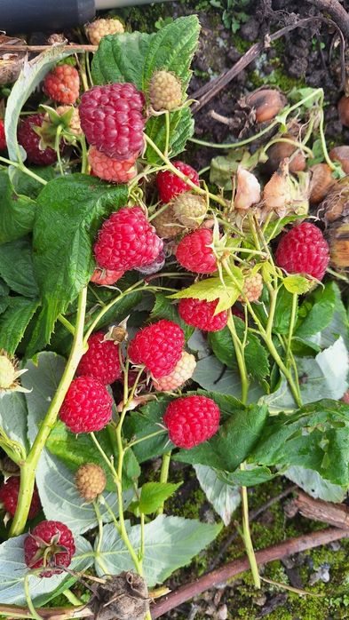 Stoloni ,butasi zmeura