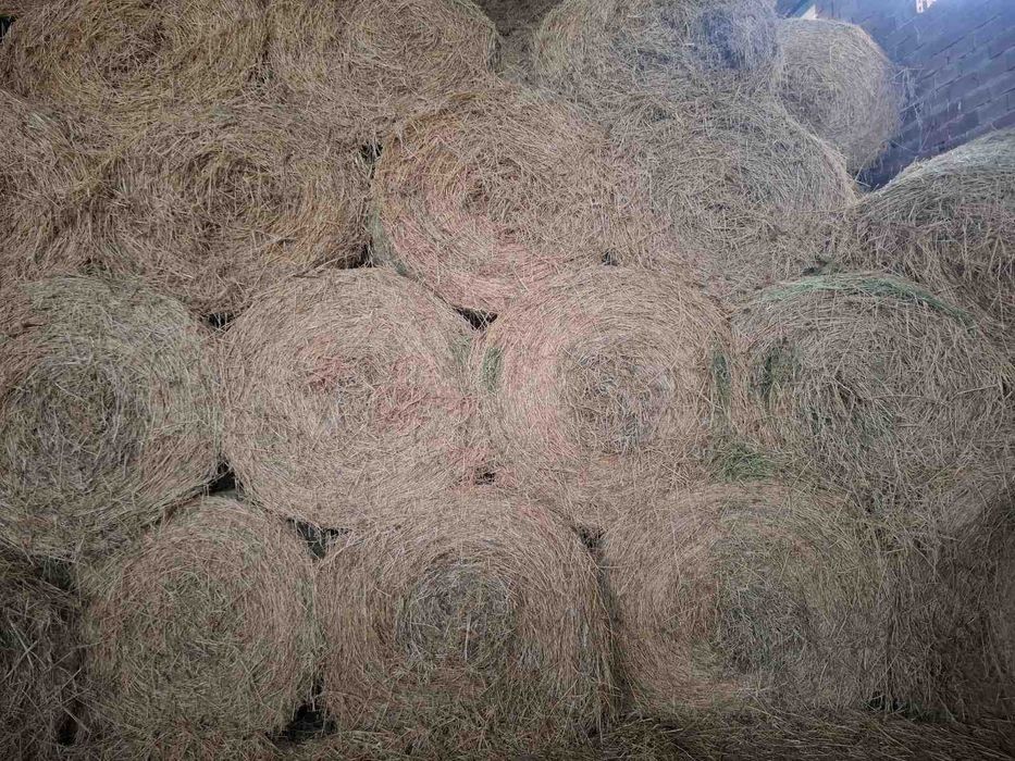 Рулонни бали люцерна и млечен зелен овес