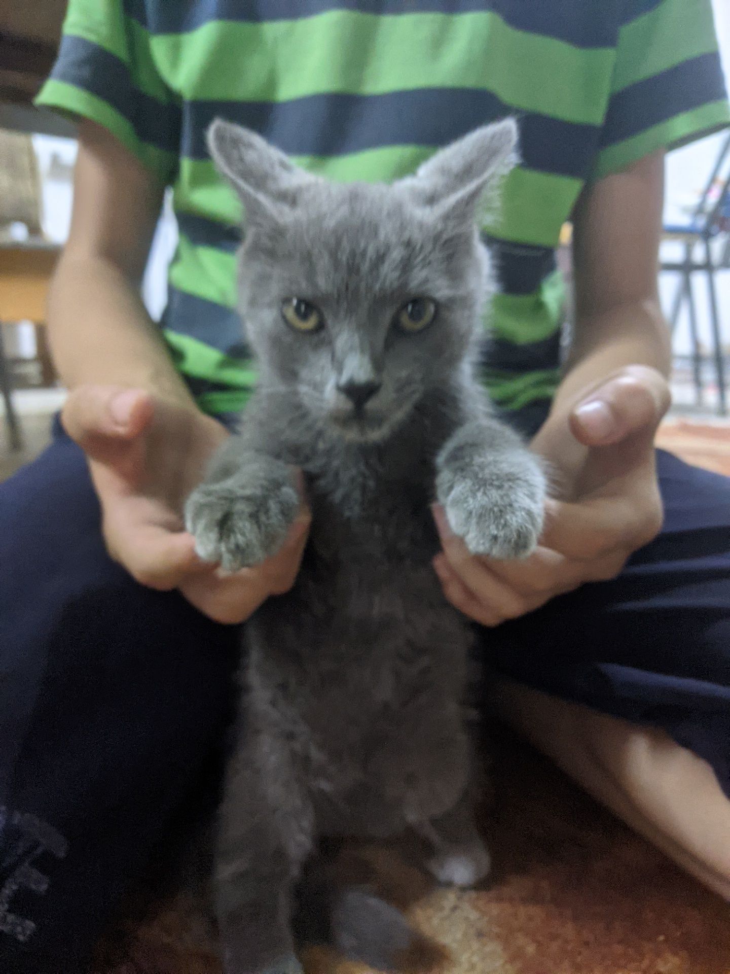 Котенок девочка, бесплатно