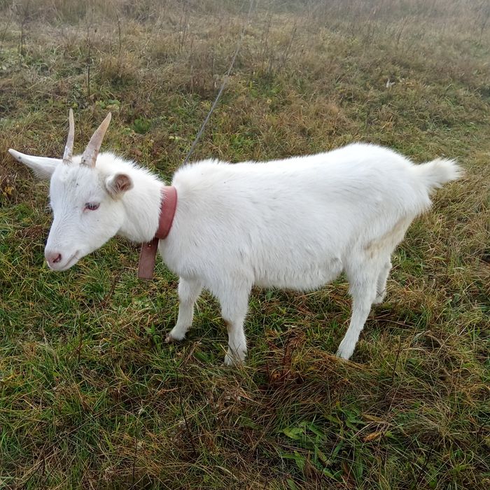 Iedita 6 luni saanen