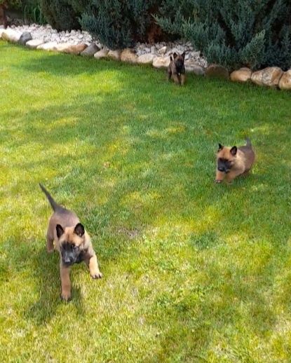 Ciobanesc Belgian Malinois