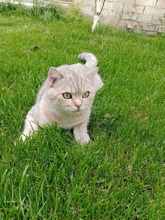 Кошка не Продается !!!   На Вязку ! ! !