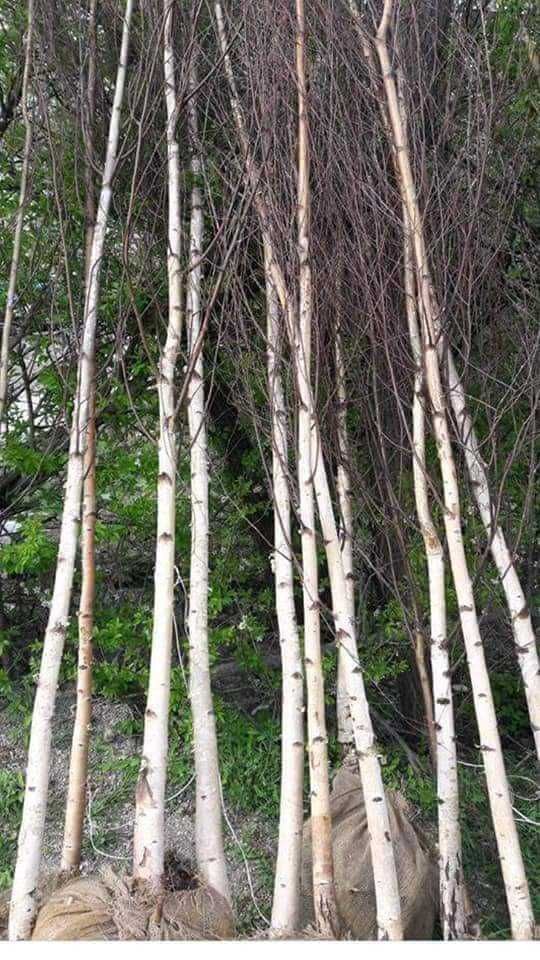 Vând mesteacăn, tei, paltin, platan, brazi, Tuia, gazon, magnolie.