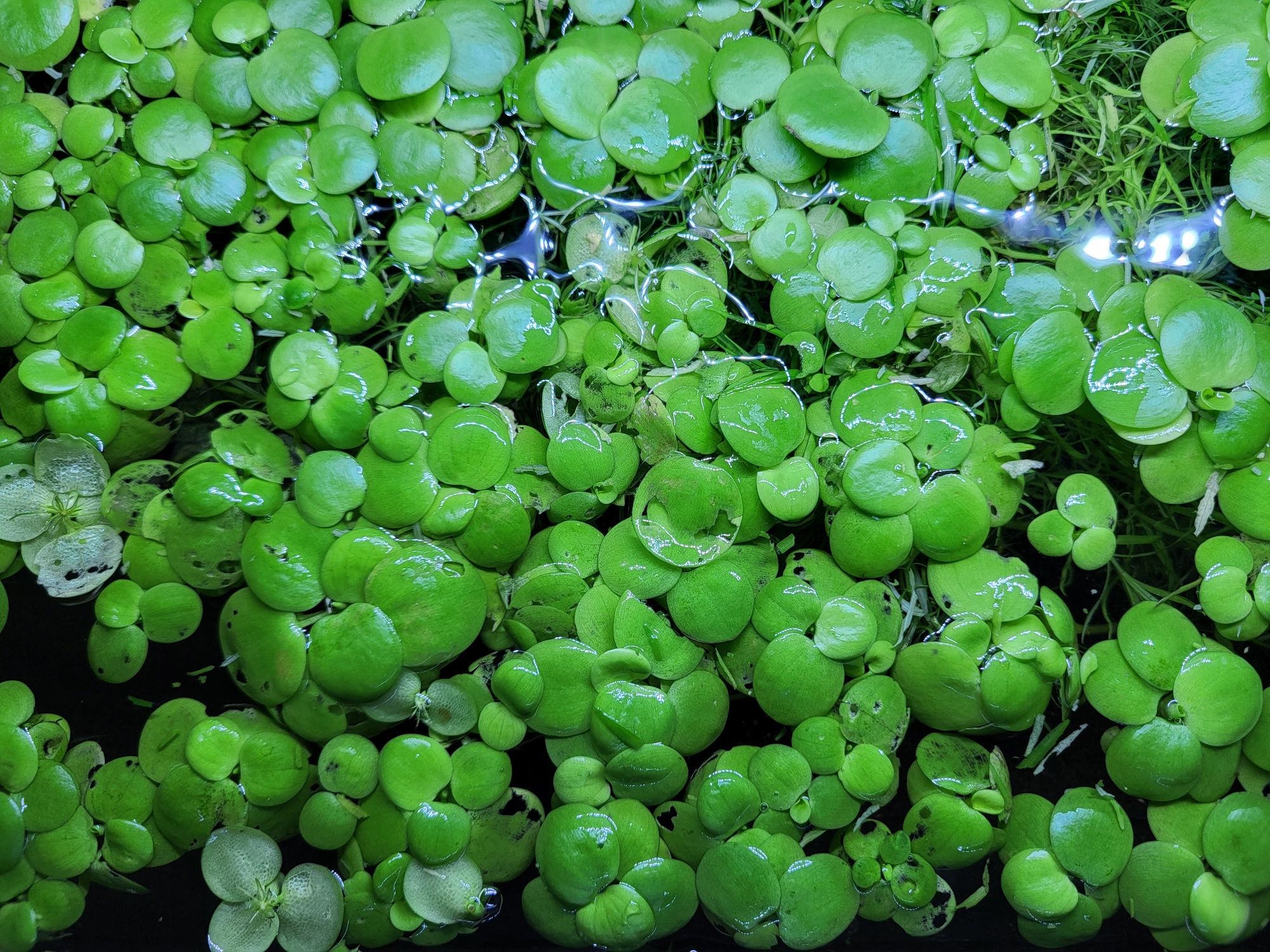 Plante de acvariu