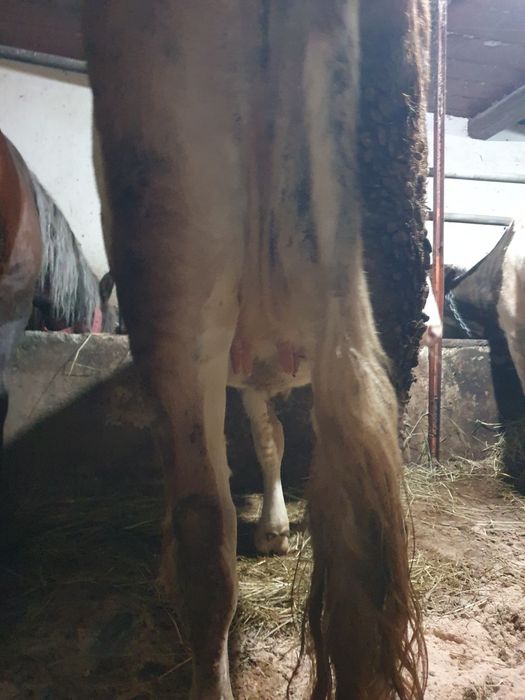 De vanzare 2 junci gestante