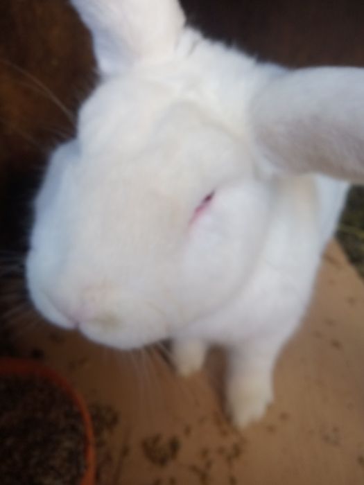 Продам кроликов породы Фландр.