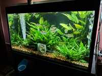 Аквариум 500лт комплект рыба растения со2 самп