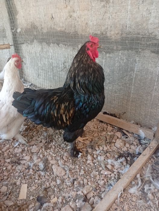 Tovuq xoʻroz sotiladi