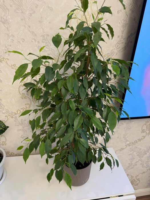 Продам комнатные цветы- фикус, кротон