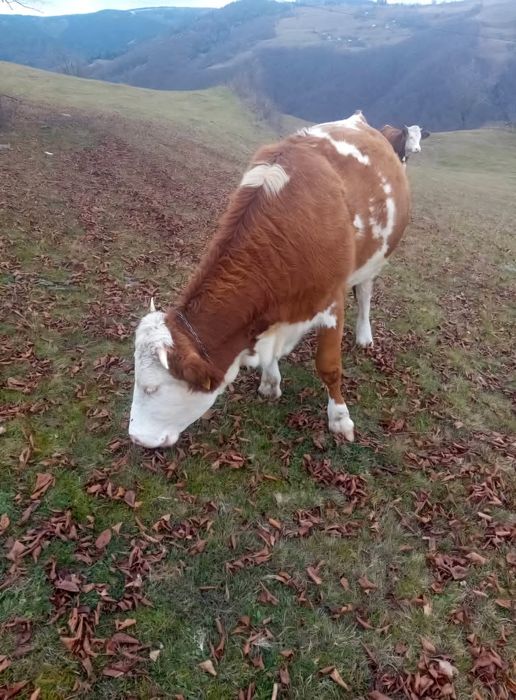 Vând junincă de 2 ani