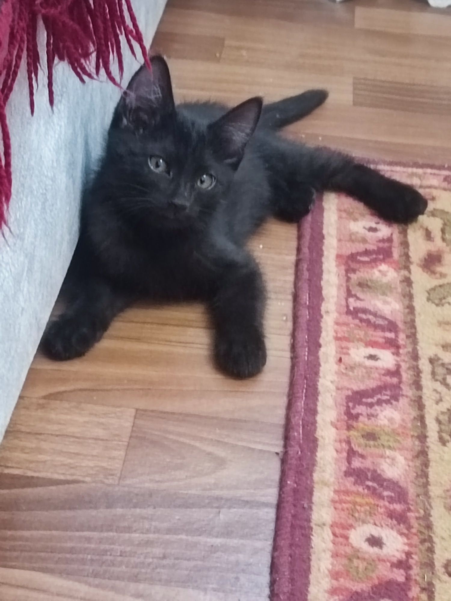 Котята домашние два месяца