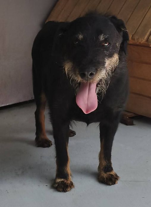 Jagdterrier pentru adopție