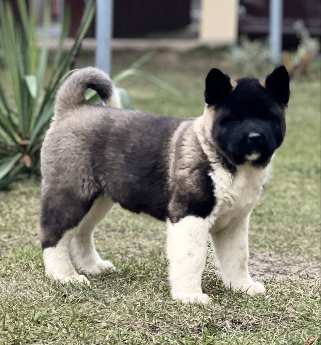 Femela american akita cu certificat pedigree