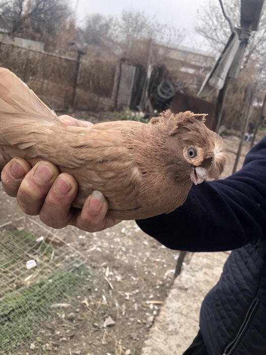 Жолтый голубь двух чубый