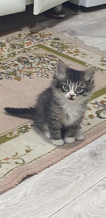 Котята бесплатно, мушук боллари текинга