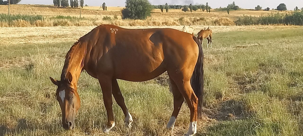 Ot Donchak biya sotiladi