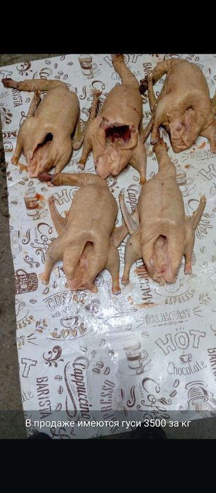 Продам гусей. Большие, жирные. Вес от 4 кг и выше. Цена за  1кг 3200