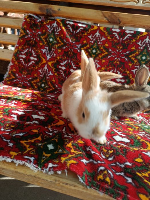 Karlik baran Sotiladi