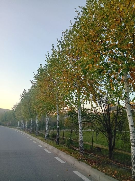 Vând mesteacăn alb ornamental
