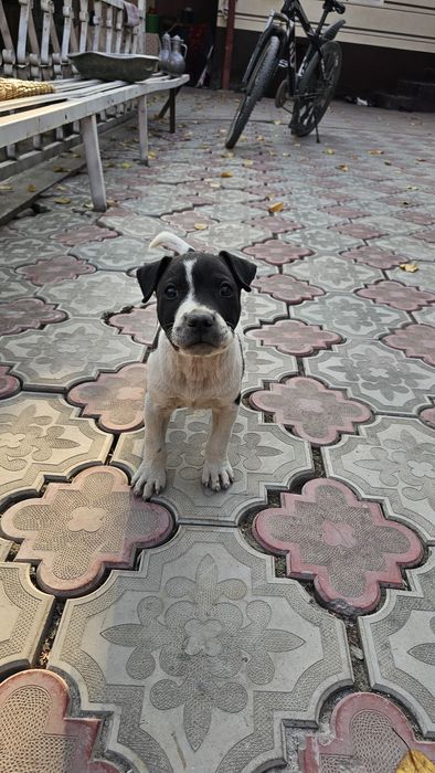 Pitbull  2oylik o'tgan