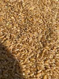 Продам семена твердой пшеницы сорт «Марина»