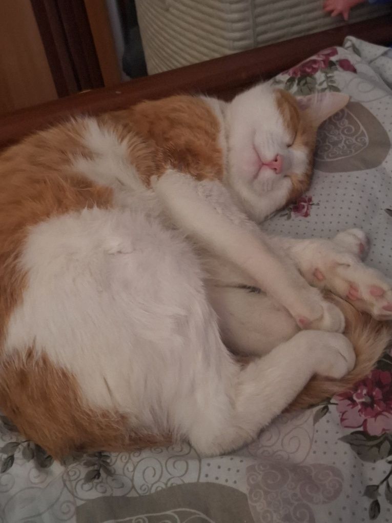 кот,  1 год, зовут персик,
