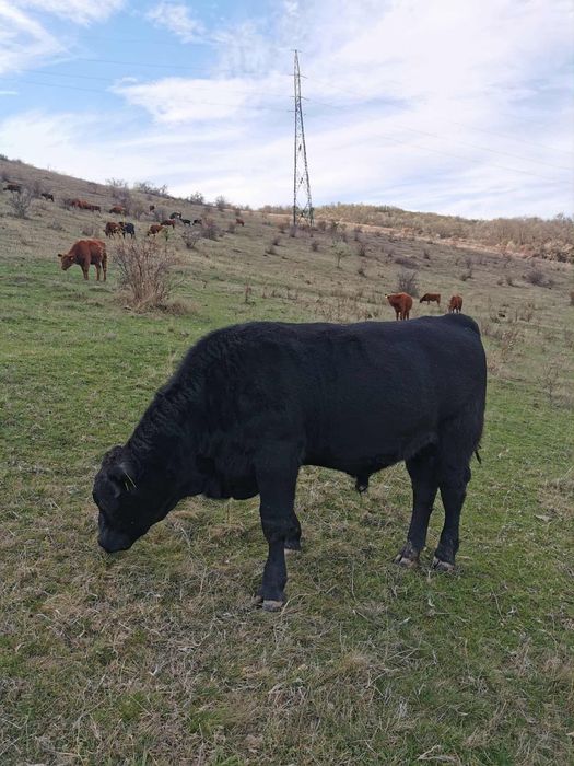 Vitei Penteu monta angus