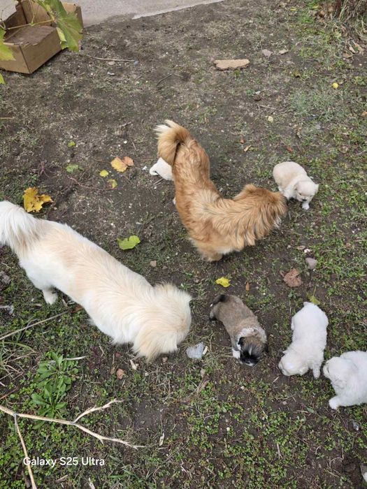 Продавам Пекинези