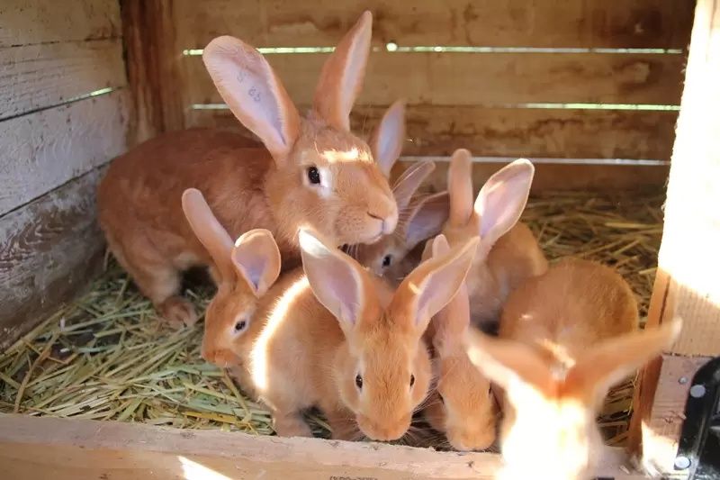 Бургундский кролик