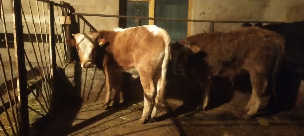 Продам бычков два дня как завязали