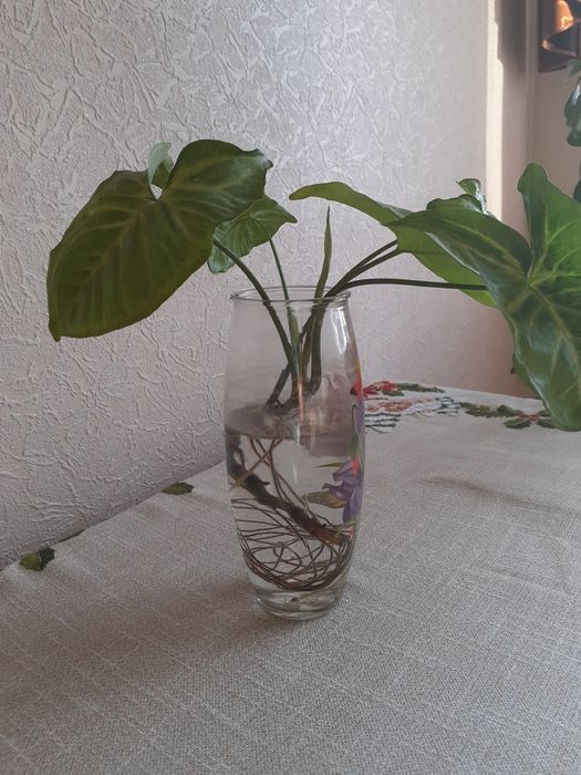 Отросток сингониума с корнями