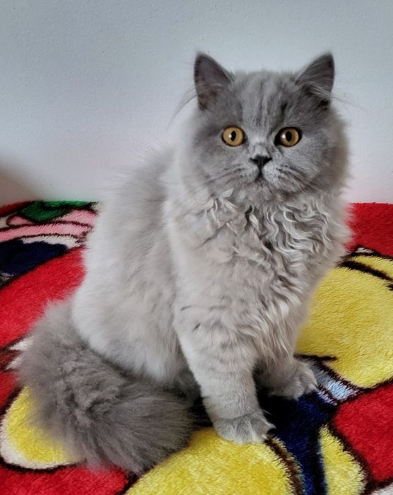 British longhair