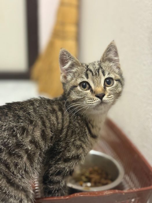 Котик, бесплатно