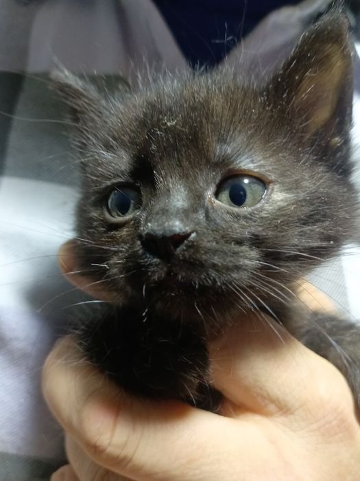 Котята в хорошие руки