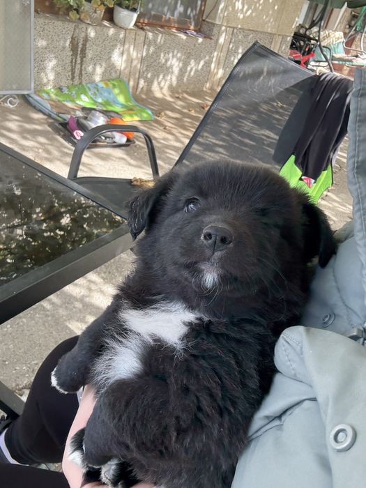 Подаряват се кученца