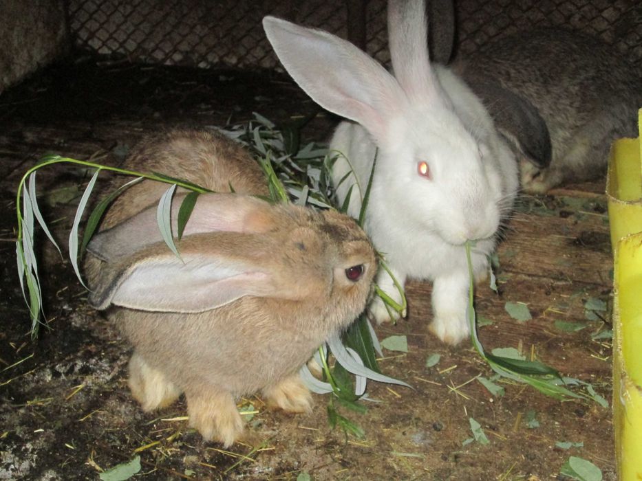 iepuri urias german de carne