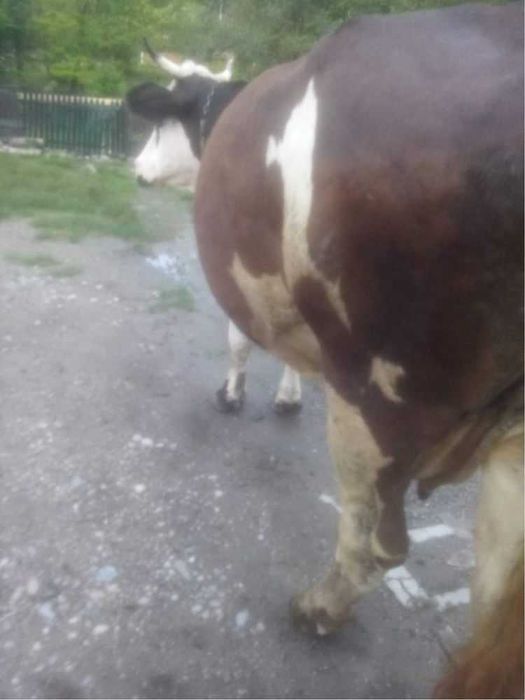 Vînd Vacă  Balțată  Neagră