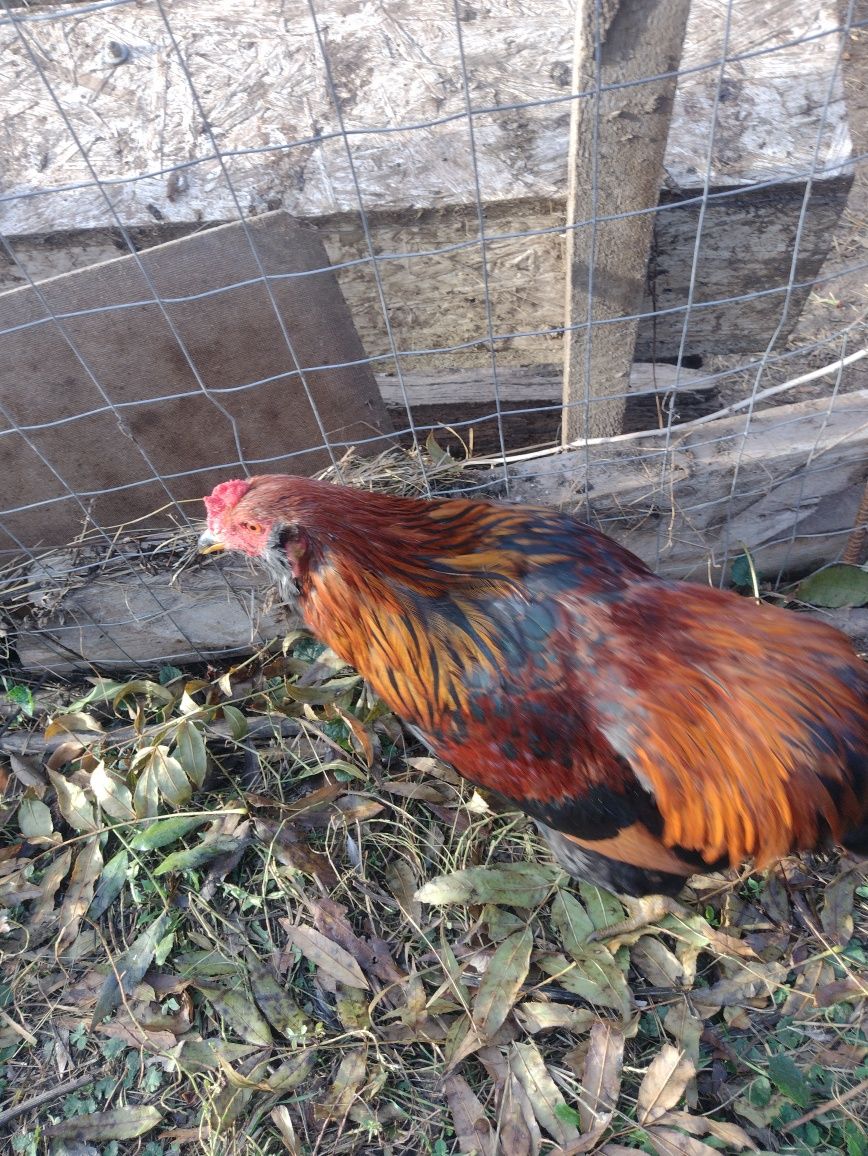 Cocoș araucana tânăr