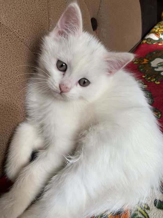 киз пишик, яхши каридон одамга барамиз.