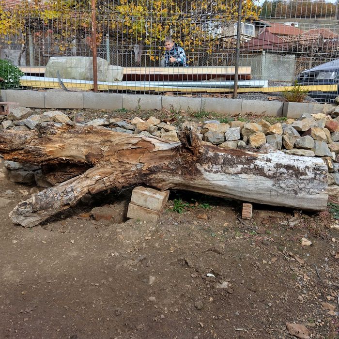 Подарявам стар орех