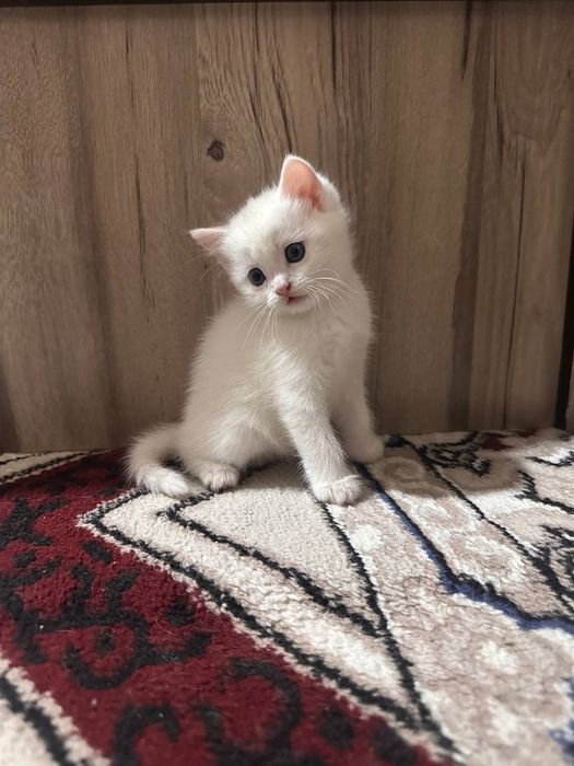 Scottish straight garanti