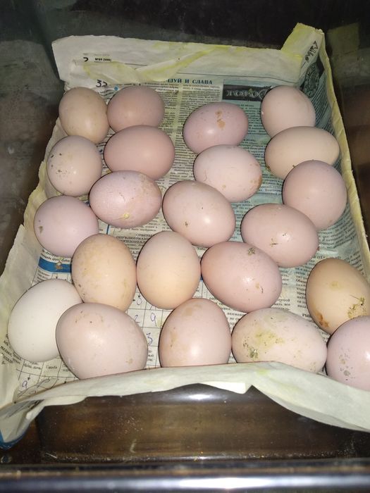 Продам яйцо домашнее крупное отборное