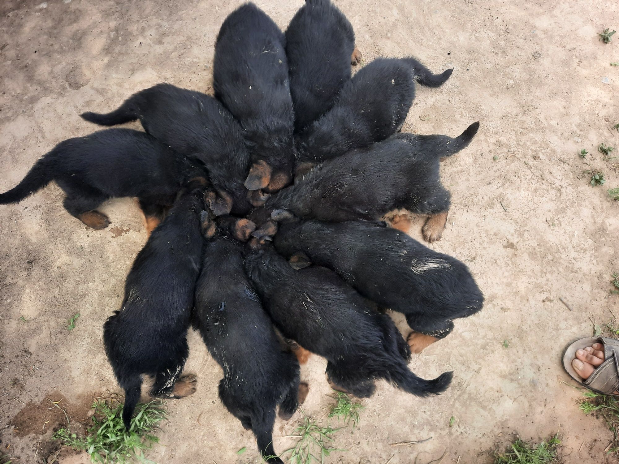 Немецкий Овчарка Щенки Город Шардара