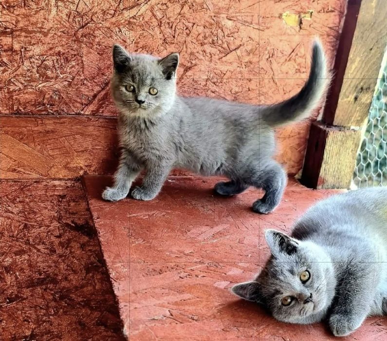 Pui pisica British Shorthair