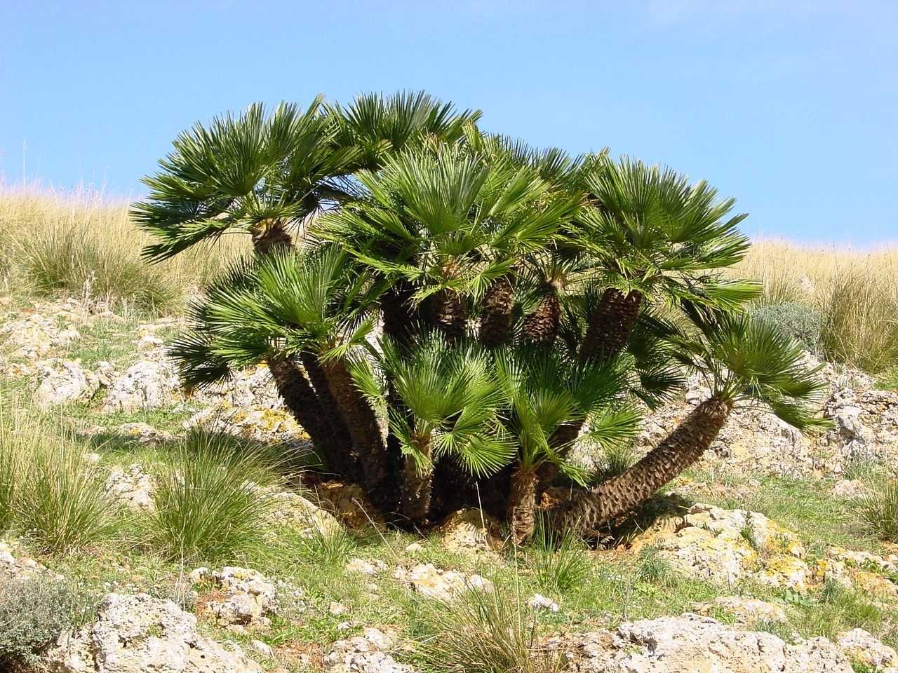 Палма Хамеропс, Chamaerops humilis